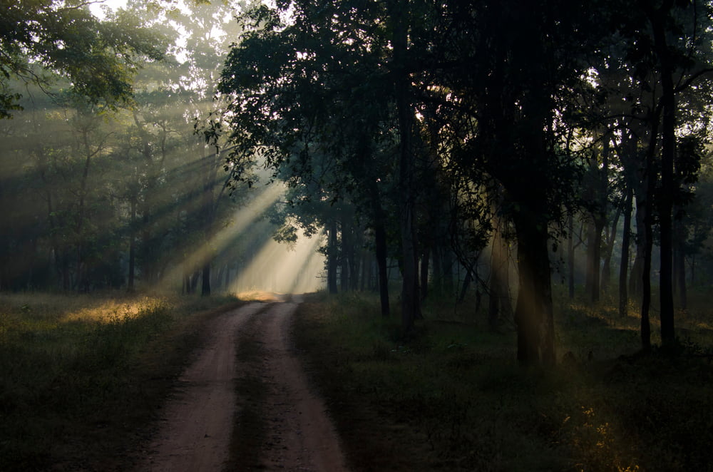 Kanha to Pench ( 140 kms/3.5 hours)