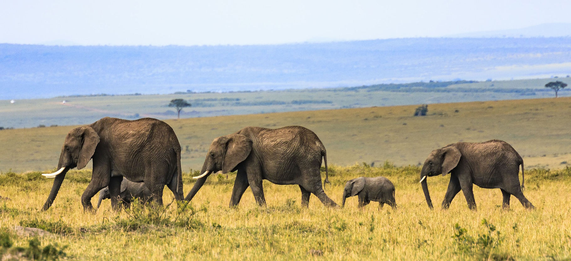 Explore and fall in love with KENYA